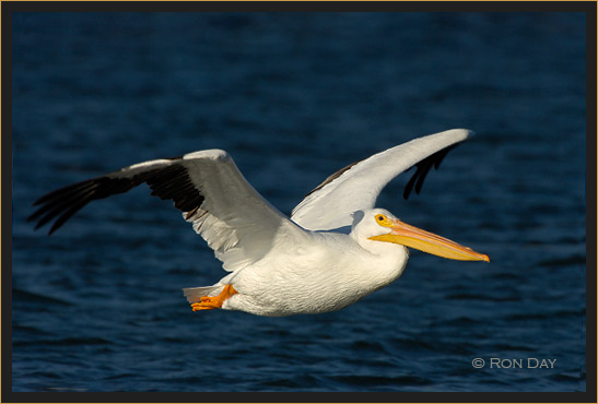 White Pelican, (Pelecanus erythrorhynchos), Flying